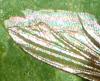 Pollenia sp.